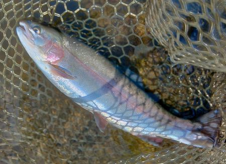 アルビノを狙い撃ち ～平谷湖フィッシングスポット～